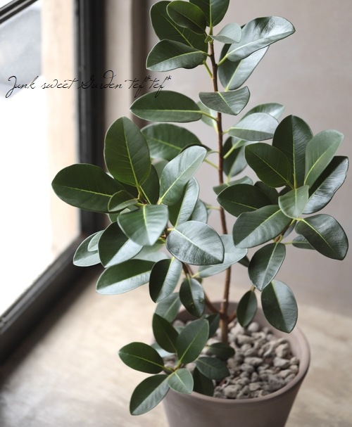 �ڴ��տ�ʪ�ۡ��ե����� �إ�ӥ��Ρ����� �ե�󥹥�����ڡ�