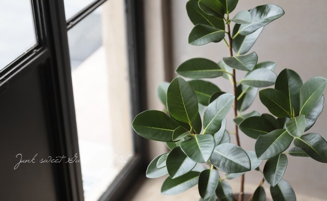 �ڴ��տ�ʪ�ۡ��ե����� �إ�ӥ��Ρ����� �ե�󥹥�����ڡ�