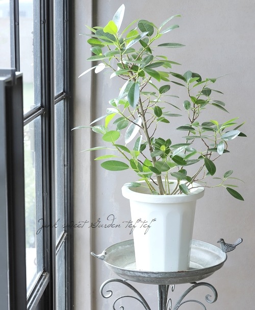 観葉植物】 フィカス 『ルビギノーサ』 フランスゴムの木 | すべての