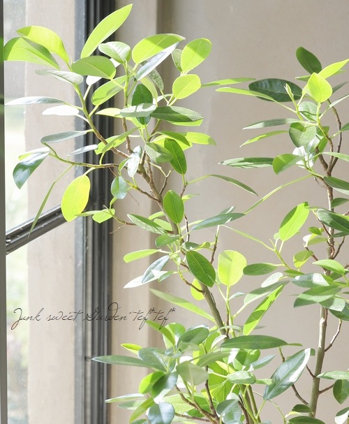 �ڴ��տ�ʪ�ۡ��ե����� �إ�ӥ��Ρ����� �ե�󥹥�����ڡ�