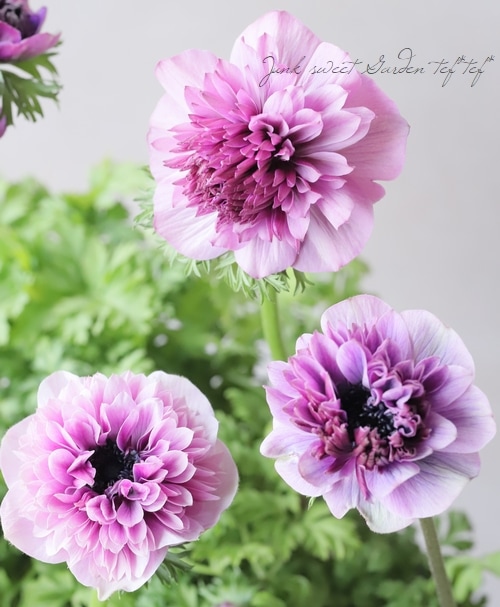 anemoneと女性 Anemone (Princess of Pure Flower) | Flower Knight Girl Wikia
