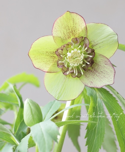 花郷園】 クリスマスローズ 『グリーンセミダブル』 【No.70