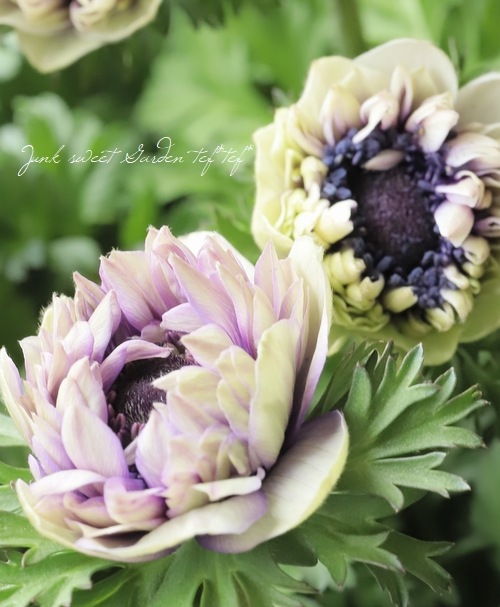 神花園さんオリジナル】 八重咲きアネモネ 『シフォンダブル』 【A