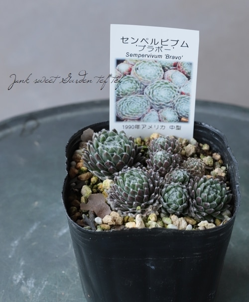 多肉植物】センペルビウム 『ブラボー』 | Leaf Species,多肉植物