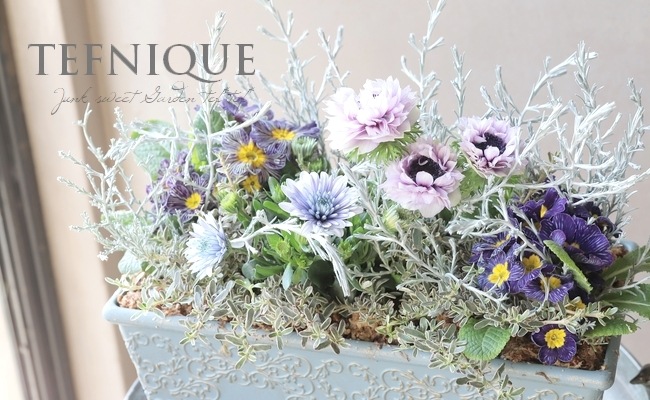 神花園さんオリジナル】 八重咲きアネモネ 『シフォンダブル』 【A