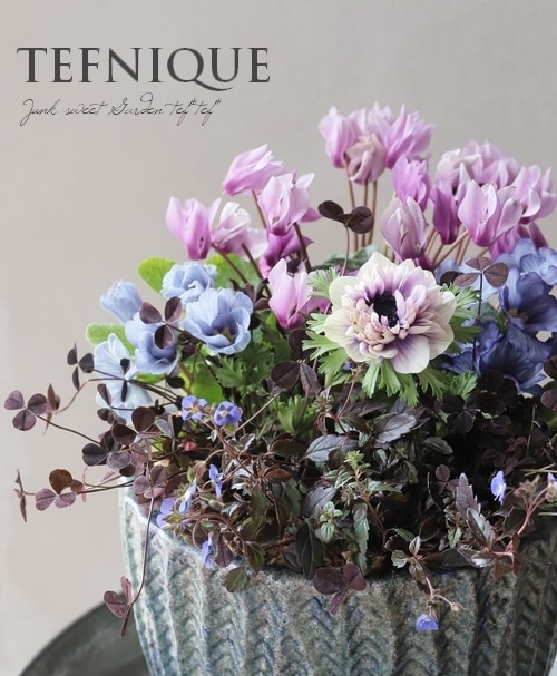 神花園さんオリジナル】 八重咲きアネモネ 『シフォンダブル』 【A