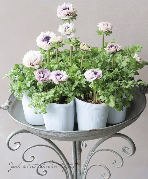 ２個セット　フォンテーン　fontaine　咲き乱れの花版 八重咲きクレマチス 『マジックフォンテーン』 | すべての商品