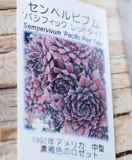 センペルビウム　パシフィックタルト 多肉植物】センペルビウム『パシフィックレッドタイド』 | Leaf