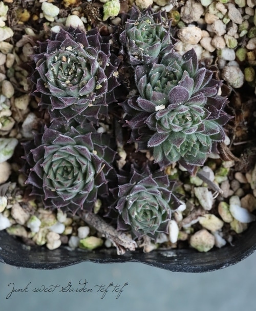 パシフィックレッドダイド 専用苗 パシフィックレッドダイド 専用苗 【公式通販】