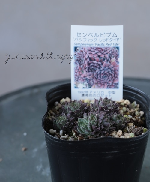 パシフィックレッドダイド 専用苗 パシフィックレッドダイド 専用苗 【公式通販】