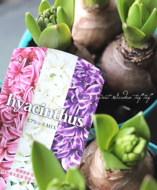 □【芽だし球根】 『ヒヤシンス』 3色MIX植え | すべての商品 | | Junk
