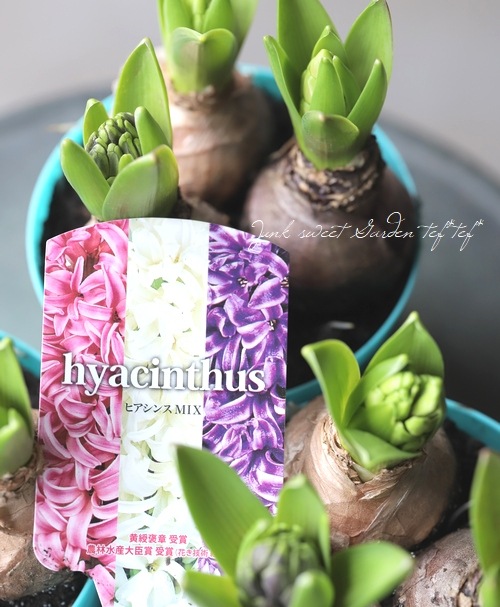 □【芽だし球根】 『ヒヤシンス』 3色MIX植え | すべての商品 | | Junk