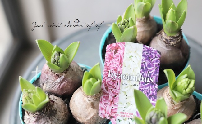 □【芽だし球根】 『ヒヤシンス』 3色MIX植え | すべての商品 | | Junk