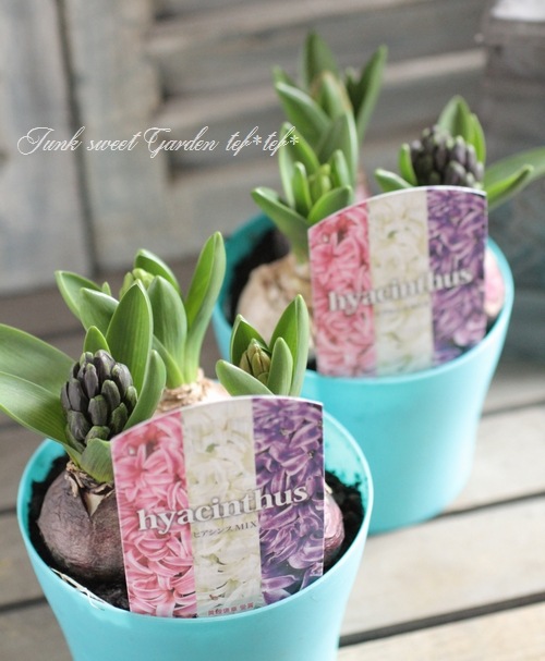 ���ڲ�����庬�� �إҥ䥷�󥹡� 3��MIX����