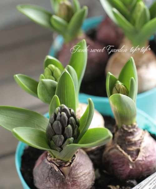 ���ڲ�����庬�� �إҥ䥷�󥹡� 3��MIX����