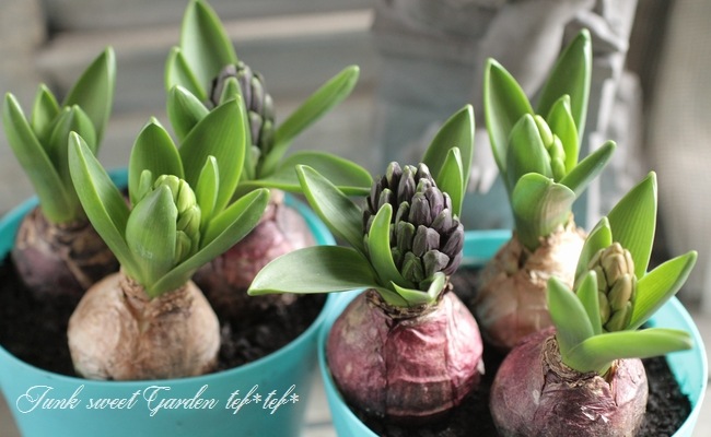 ���ڲ�����庬�� �إҥ䥷�󥹡� 3��MIX����