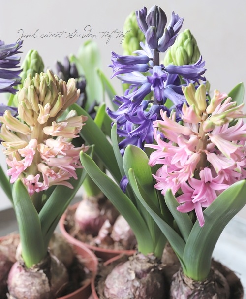□【芽だし球根】 『ヒヤシンス』 3色MIX植え | すべての商品 | | Junk