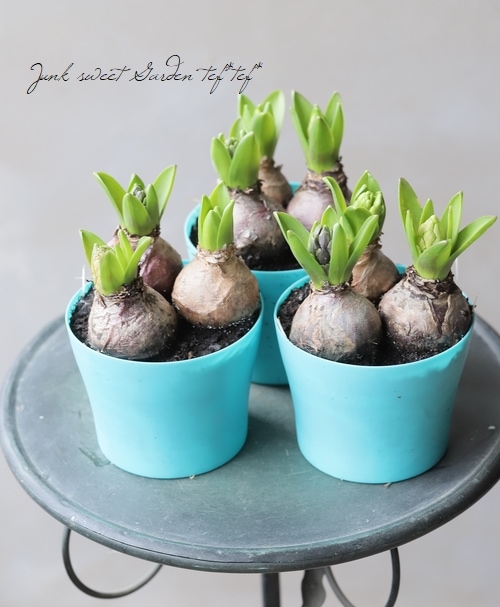 □【芽だし球根】 『ヒヤシンス』 3色MIX植え | すべての商品 | | Junk