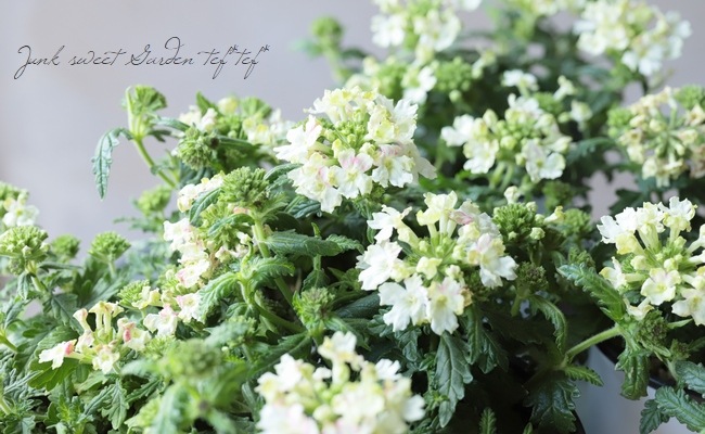 はなはな バーベナ・ヴァネッサコンパクト 『ホワイト』 宿根ハンギングタイプ