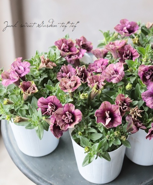 Ȭ�ź餭�ڥ���˥����إ�������ȥ⥳��