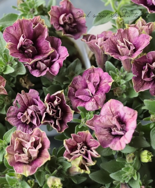 Ȭ�ź餭�ڥ���˥����إ�������ȥ⥳��