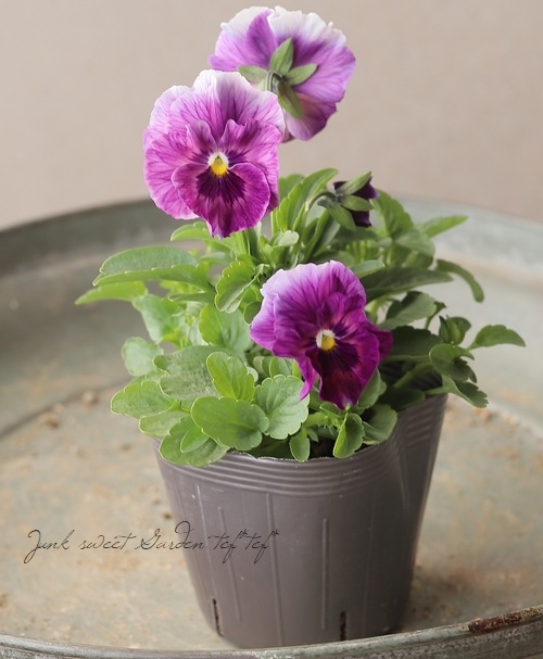 ○フリル咲きパンジー 『シエルブリエ』 【グレープ系】 花日和