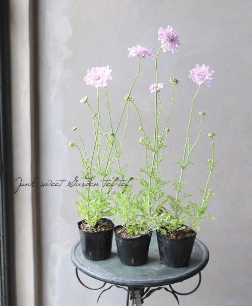 スカビオサ・フラッター 『ローズピンク』 | すべての商品 | | Junk