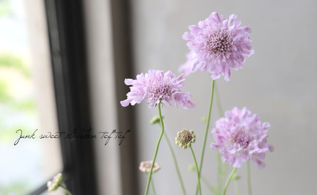 スカビオサ フラッター ローズピンク 花苗 Junk Sweet Garden Tef Tef