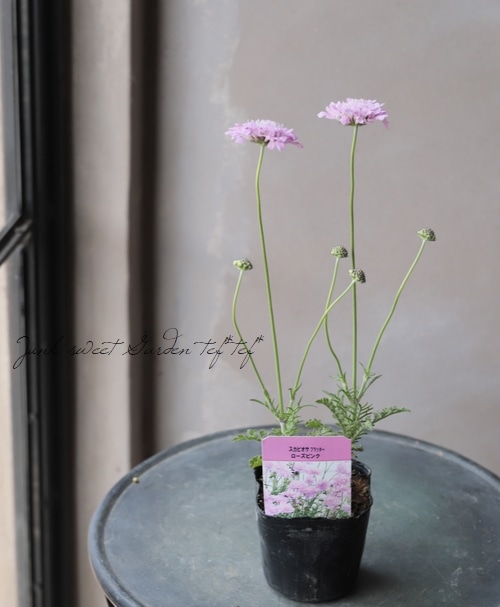 スカビオサ・フラッター 『ローズピンク』 | すべての商品 | | Junk