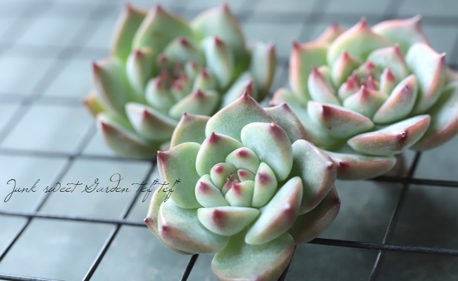 多肉植物】 『チワワエンシス』 エケベリア属☆ | すべての商品