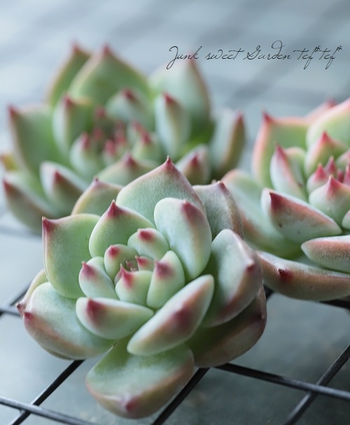 多肉植物】 『チワワエンシス』 エケベリア属☆ | すべての商品