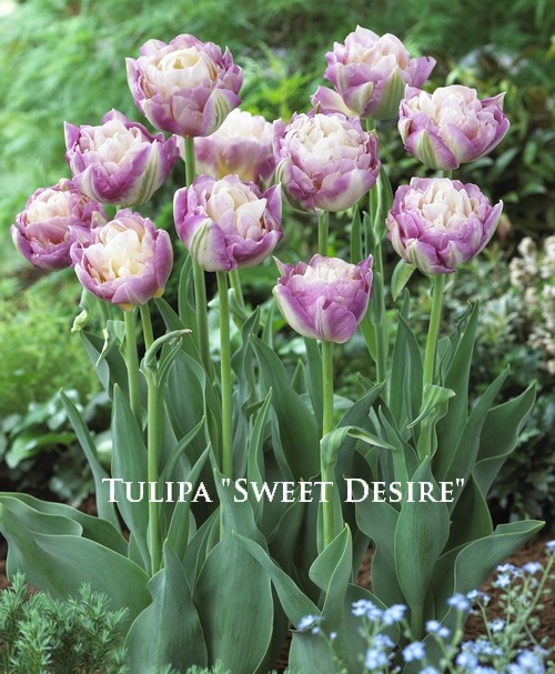 球根】 八重咲きチューリップ 『スイートデザイア』 | すべての商品