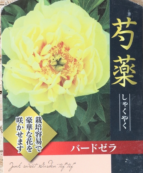 進化したハイブリット芍薬 『バードゼラ』 | すべての商品 | | Junk
