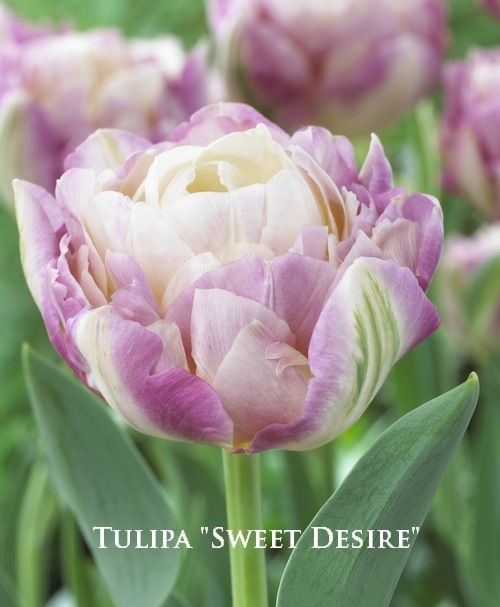球根】 八重咲きチューリップ 『スイートデザイア』 | すべての商品