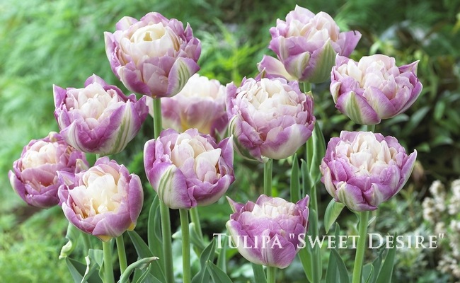 球根】 八重咲きチューリップ 『スイートデザイア』 | すべての商品