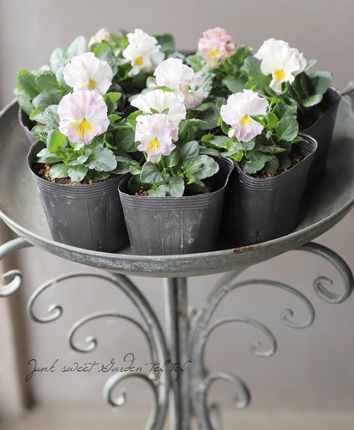 ☆みもとパンジー 『スイートピーチ』2025最新品種！ | すべての商品