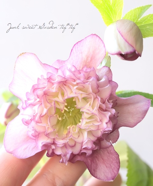 下原園芸・クリスマスローズ 『超多弁ダブルフリル』 2026【No.21