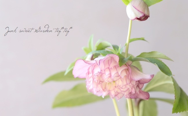 下原園芸・クリスマスローズ 『超多弁ダブルフリル』 2026【No.21