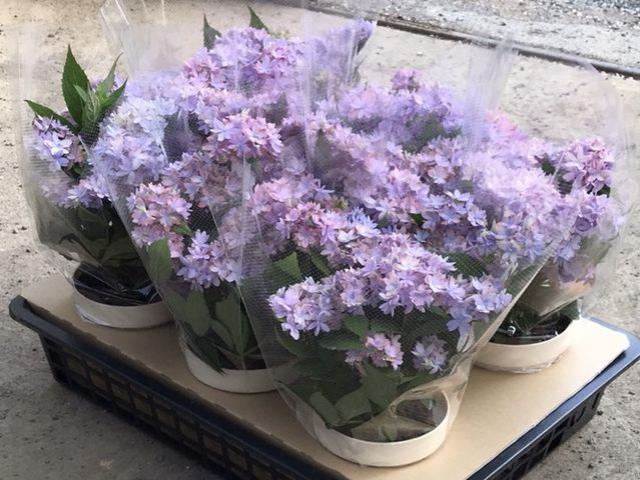 吉岡麗子さん】山紫陽花交配種 『マルルー』 ブルー | Flower Species