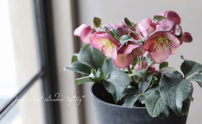 クリスマスローズ Ice N Roses 氷の薔薇 アーリーローズ Flower Species Junk Sweet Garden Tef Tef