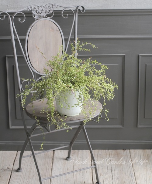 希少 真珠こけもも すべての商品 Junk Sweet Garden Tef Tef