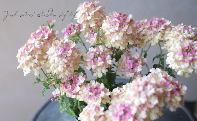 栄養系バーベナ ラナイ ヴィンテージウォッカ すべての商品 Junk Sweet Garden Tef Tef 栄養系バーベナ ラナイ ヴィンテージウォッカ すべての商品 Junk Sweet Garden Tef Tef