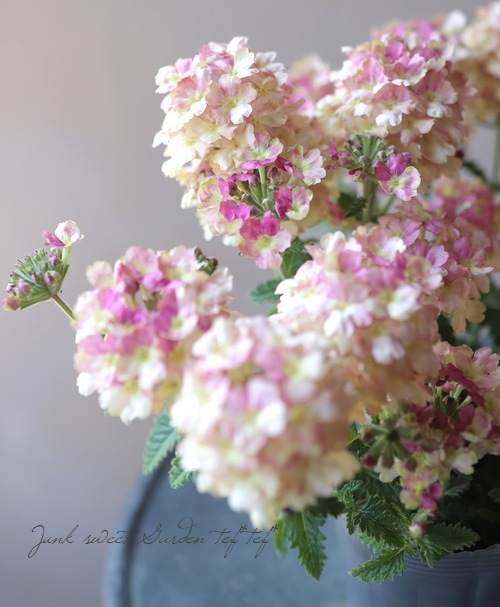 栄養系バーベナ ラナイ ヴィンテージウォッカ すべての商品 Junk Sweet Garden Tef Tef