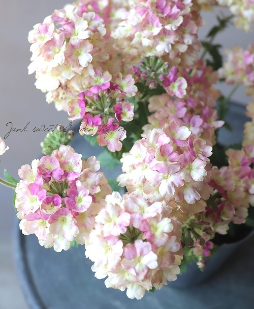 栄養系バーベナ ラナイ ヴィンテージウォッカ すべての商品 Junk Sweet Garden Tef Tef