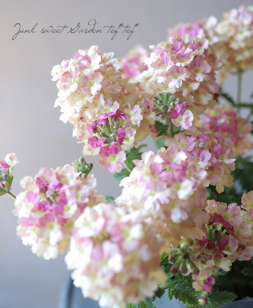 栄養系バーベナ ラナイ ヴィンテージウォッカ すべての商品 Junk Sweet Garden Tef Tef 栄養系バーベナ ラナイ ヴィンテージウォッカ すべての商品 Junk Sweet Garden Tef Tef