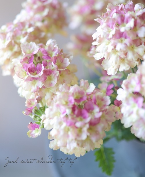 栄養系バーベナ ラナイ ヴィンテージウォッカ すべての商品 Junk Sweet Garden Tef Tef 栄養系バーベナ ラナイ ヴィンテージウォッカ すべての商品 Junk Sweet Garden Tef Tef