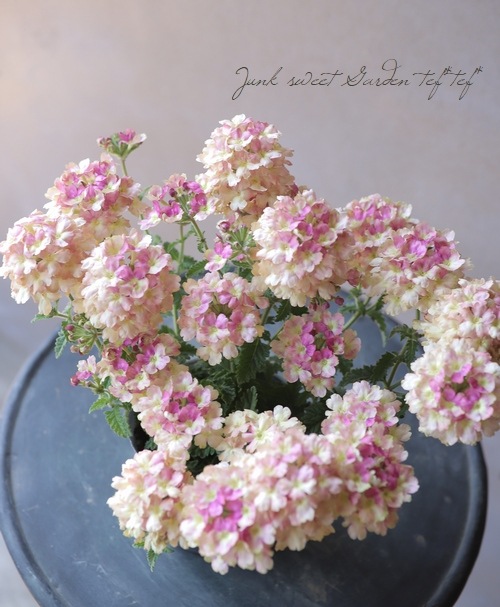 栄養系バーベナ ラナイ ヴィンテージウォッカ すべての商品 Junk Sweet Garden Tef Tef