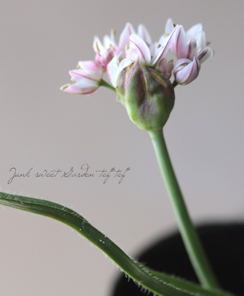 �ڵ庬�� ���ꥦ�� �إ���쥪���