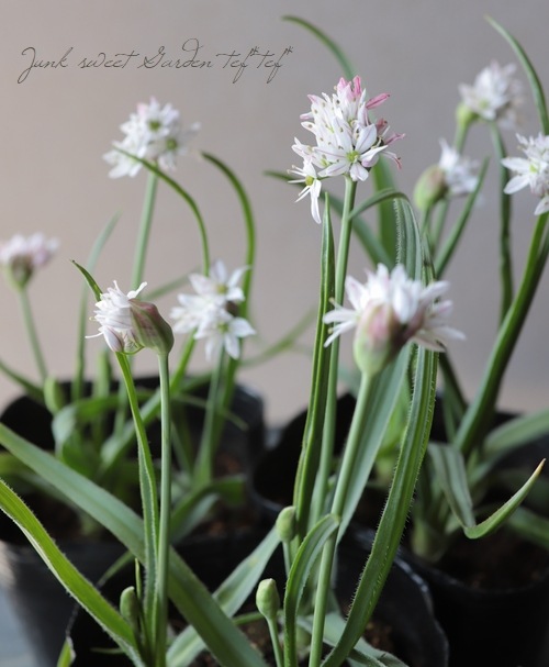 �ڵ庬�� ���ꥦ�� �إ���쥪���