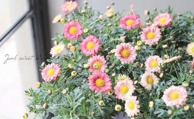�ޡ�����åȡ����ޥå��塡�إ��ץꥳ�åȡ١�